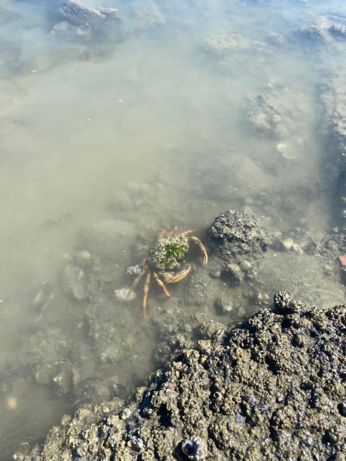 Wierums Huske Aan De Waddenzee Unesco Werelderfgoed Екстер'єр фото